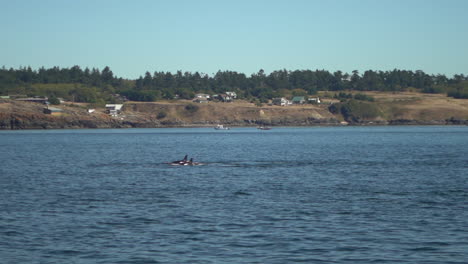 Vaina-De-Ballenas-Orca-Nadando-En-El-Agua-Del-Océano-Por-Costa-Americana,-Cámara-Lenta