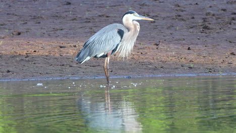 A-gray-heron-fishing-for-its-morning-meal-in-a-small-lake