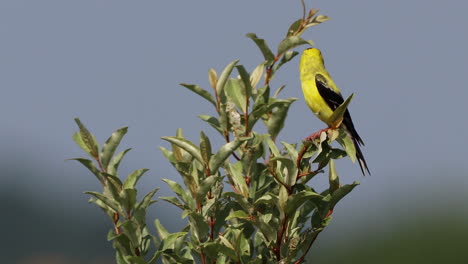 An-American-Goldfinch-male-sitting-in-a-tree-surveying-his-surroundings