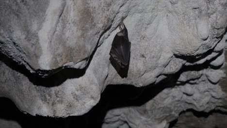 Schlafende-Fledermaus,-Die-Kopfüber-Auf-Einem-Felsen-In-Einer-Höhle-Hängt