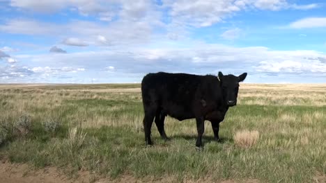 Big-black-cow-running-off-the-side-of-the-road