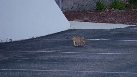 A-rabbit-sniffs-the-ground-in-a-parking-lot-against-a-wall-before-looking-around