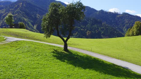 Lone-Tree-Casting-Shadow-On-Sunny-Day-On-Lush-Green-Hillside-In-Zell,-Austria