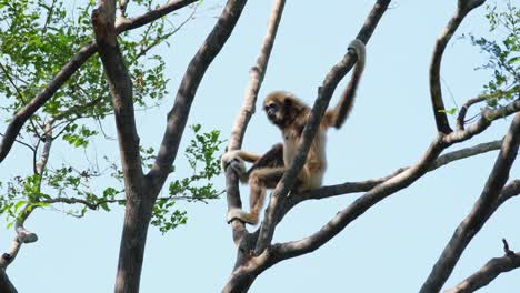 White-handed-Gibbon,-Hylobates-lar,-Female
