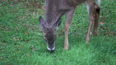 White-tailed-deer--nibbles-at-grass