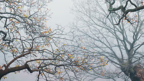 Ramas-De-árboles-Espeluznantes-Que-Se-Extienden-Hacia-La-Niebla