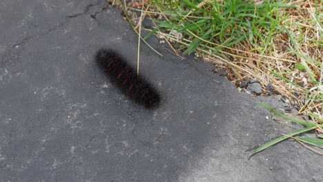 A-Pyrrharctica-isabella-caterpillar-crawls-along-a-sidewalk-and-turns-into-grass-from-a-high-angle