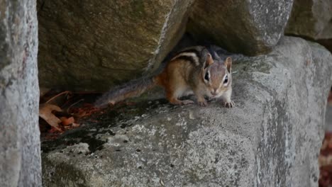 A-chipmunk-stands-on-a-stone-and-sniffs-around-before-glancing-at-its-surroundings