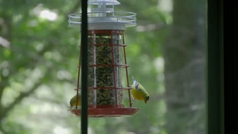 The-camera-looks-through-a-window-in-this-medium-shot-of-two-Goldfinches-eating-while-perched-on-a-hanging-bird-feeder