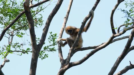 White-handed-Gibbon,-Hylobates-lar,-Female
