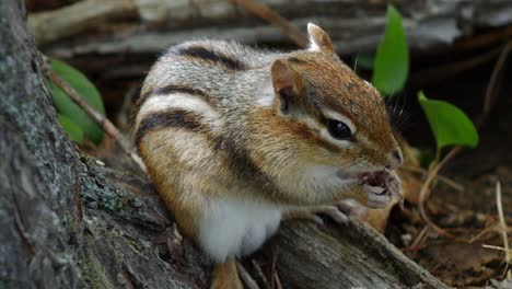 A-chipmunk-holds-food-up-to-its-mouth-and-eats-while-standing-on-a-log