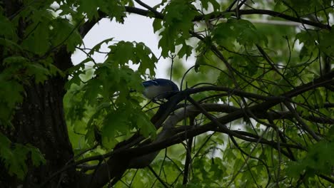 A-bright-Blue-Jay-perches-on-a-branch-and-aggressively-pecks-at-food-amongst-green-leaves
