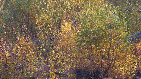 Amazing-vibrant-autumn-foliage-colors-on-bushes-and-leaves,-static-background-medium-shot