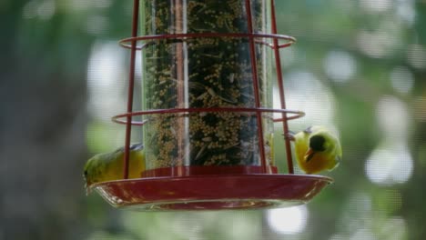 Two-Goldfinches-stand-on-a-small-bird-feeder-and-peck-at-seeds-as-branches-blow-in-the-background