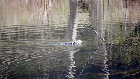 A-muskrat-quickly-swims-through-a-lake-as-the-trees-of-the-forest-are-reflected-in-the-water