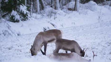 Sami-Reindeer-resting-and-grazing-in-the-snow-in-Lapland,-Sweden---Static-medium-shot