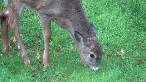 Young-white-tailed-deer--grazes-on-grass-in-field