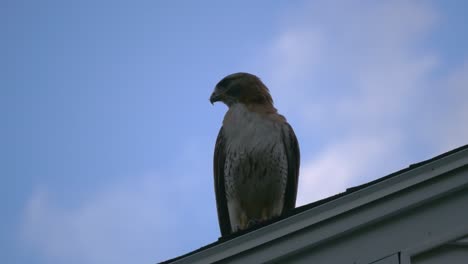 A-Red-Tailed-Hawk-perches-on-a-house-roof-against-a-blue-sky-looking-around