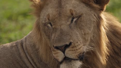 Extreme-Nahaufnahme-Des-Schläfrigen-Männlichen-Afrikanischen-Löwengesichtes,-Sanft-Hinterleuchtet
