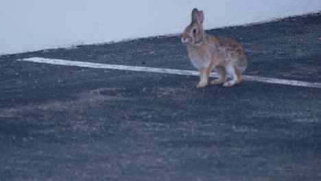 Un-Conejo-Corre-Por-Un-Estacionamiento-Y-Se-Detiene-Para-Examinar-Su-Entorno
