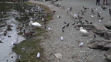 Eine-Vielzahl-Von-Wasservögeln-Strömen-An-Einem-Kleinen-Kiesstrand-Am-Ufer-Des-Lake-Windermere-Im-Lake-District,-Cumbria,-England,-Großbritannien