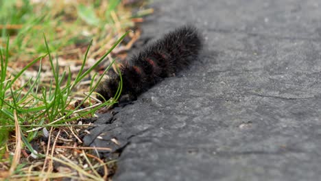 A-Pyrrharctica-isabella-caterpillar-walks-towards-the-camera-along-a-sidewalk-beside-grass