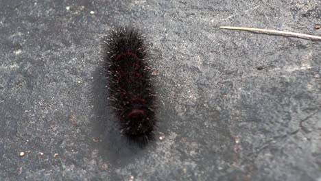 A-Pyrrharctica-isabella-caterpillar-crawls-along-a-sidewalk-from-a-high-angle