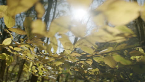Branch-with-autumn-leaves-moving-in-wind-backlit-and-close-to-lens