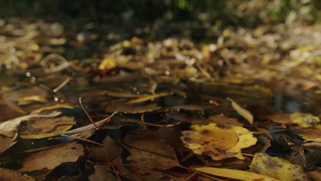 Closeup-moving-shot-of-Autumn-yellow-and-brown-leaves-in-water