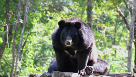 Asiatic-Black-Bear,-Ursus-thibetanus