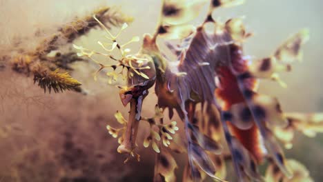 Leafy-Sea-Dragon-with-eggs-macro-close-ups-4k-slow-motion