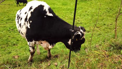 cute-cow-liking-a-pole,-risking-a-small-electric-shock
