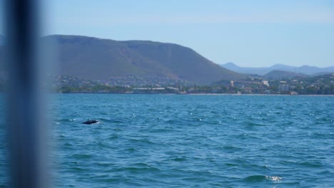 Establecimiento-De-Tiro,-Vista-Escénica-De-Delfines-Nadando-En-El-Mar-De-Baja-Sur,-México,-Cordillera-En-El-Fondo