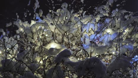 Weihnachtslichter-Werden-Auf-Einem-Schneebedeckten-Busch-In-Einer-Berberitze-Platziert