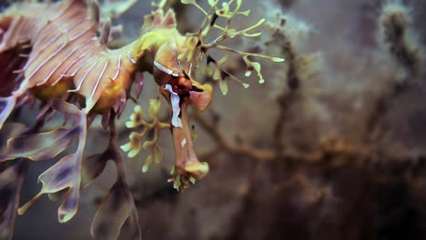 Leafy-Sea-Dragon-with-eggs-macro-close-ups-4k-slow-motion