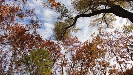 Low-angle-of-colorful-fall-foliage-against-a-blue-sky,-Sedona,-Arizona