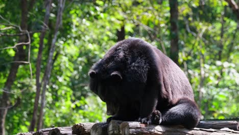 Asiatic-Black-Bear,-Ursus-thibetanus