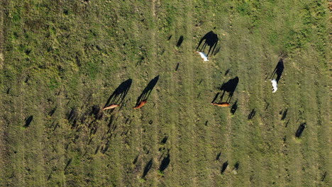Schatten-Von-Wildpferden,-Die-Auf-Grüner-Weide-Unter-Sonnigem-Himmel-In-Südafrika-Grasen