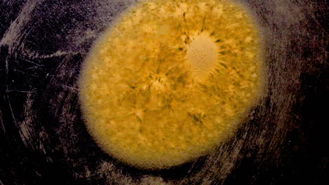 Zellähnliche-Kügelchen-Von-Lycopodium-Sporen-Verschmelzen,-Dehnen-Sich-Aus,-Strahlen-Aus-Und-Entwickeln-Ihre-Form-Unter-Dem-Einfluss-Der-Cymatischen-Schwingung