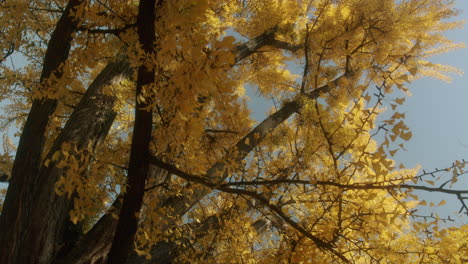 Low-Angle-Rotierende-Aufnahme-Von-Ginko-Baum-Mit-Gelben-Blättern-Im-Herbst