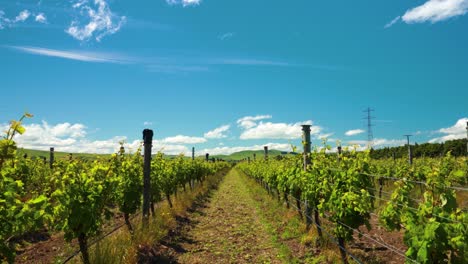 Reveal-ascending-view-of-a-vineyard-in-New-Zealand-on-a-sunny-day