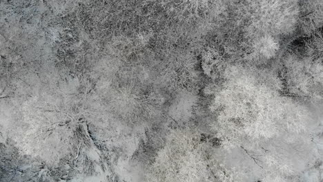 Frosted-tree-tops,-snow,-winter-landscape,-aerial-top-view,-wilderness-scenery