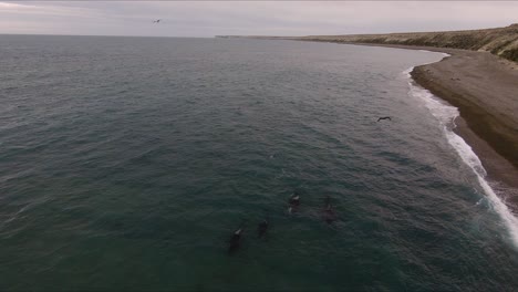 Aerial-view-of-a-group-of-Orcas,-birds-and-seals,-on-the-coast-of-Patagonia---Pan,-drone-shot