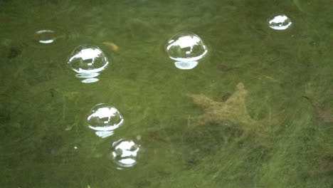 Rain-drops-hit-pond-water-and-burst-bubbles-floating-on-surface