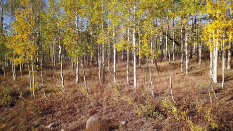 Panorámica-De-árboles-De-álamo-Temblón-En-Otoño-En-El-Centro-De-Utah