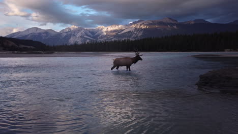 Lone-Bull-Elk-Cruzando-Un-Lago-Tranquilo-Con-Montañas-Rocosas-Cubiertas-De-Nieve-En-El-Fondo,-Alberta,-Canadá
