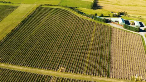 Aerial-view-of-a-vineyard-in-Waipara,-New-Zealand