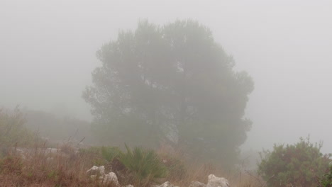 Lonely-pine-tree-on-a-foggy-day