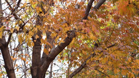 Mehrere-Orangefarbene-Und-Rote-Blätter,-Die-Während-Der-Herbstsaison-Aus-Einem-Baum-Fallen-Und-An-Einem-Bewölkten-Tag-Hautnah-Im-Wind-Wehen