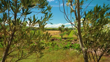 Reval-shot-of-a-farming-field-with-vineyards-through-a-branch-of-an-olive-tre